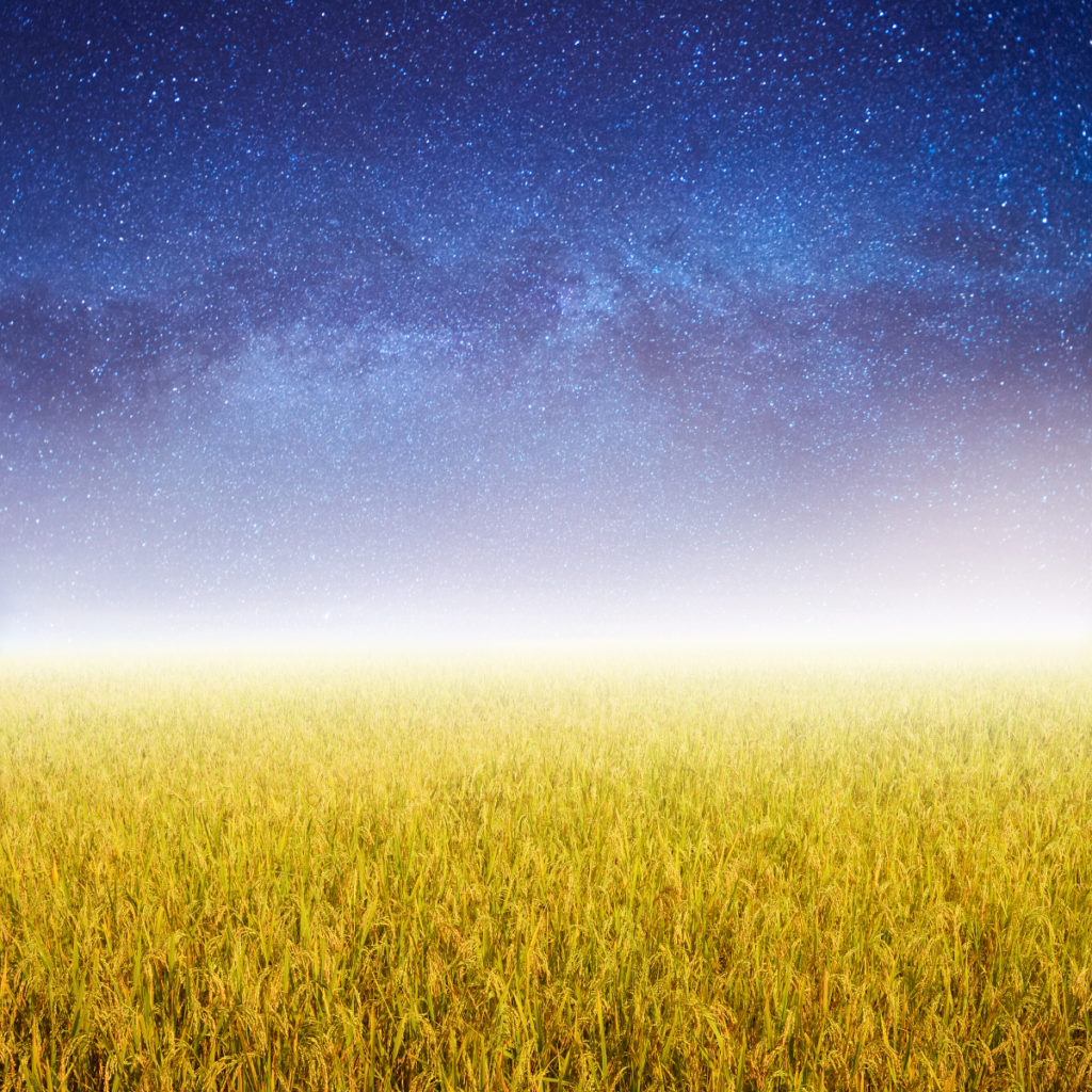 Yellow Rice fields and star night