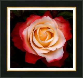 garden-rose-luc-van-de-steeg_3x423